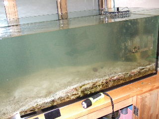 2011_0125aqua0007.JPG