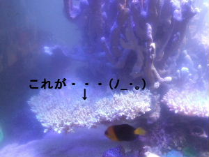 2009_0613aqua0005.JPG