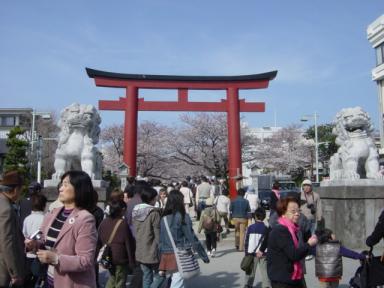 鎌倉の桜