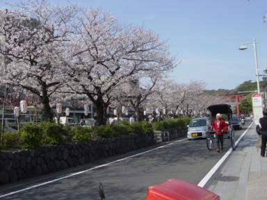 鎌倉の桜2