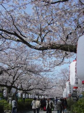 鎌倉の桜3