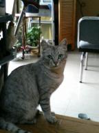 結構、美人猫デス！