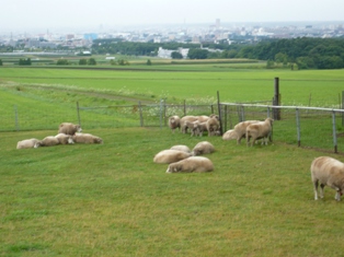 羊が丘展望台の羊クンたち