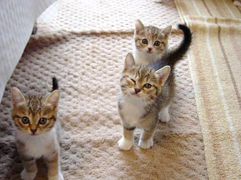 また来てにぇ。