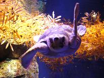 江ノ島水族館１