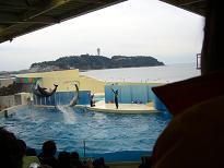 江ノ島水族館２