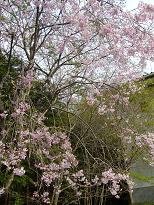 天山桜１