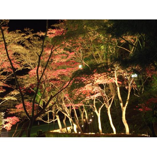 紅葉ライトアップ2