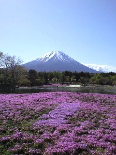 1005花と富士山