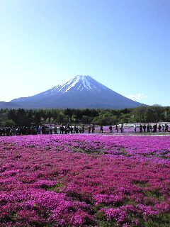 1005花と富士山と人