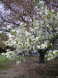 0804ウコンの桜