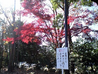 0711紅葉b.jpg