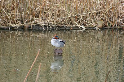 IMG_0823.jpg