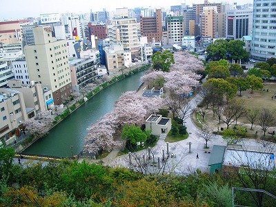 天神中央公園さくら広場 ずるずるべったん 剛毅果断に生きる 楽天ブログ