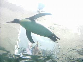 ペンギン