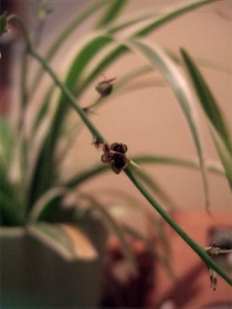 オリヅルランの種