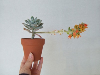 プルビナータフロスティ