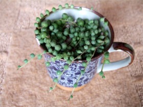 グリーンネックレス