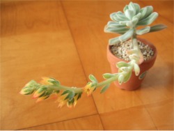 プルビナータフロスティ