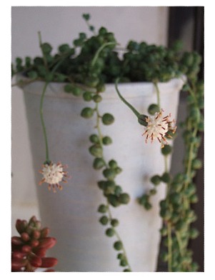 グリーンネックレス