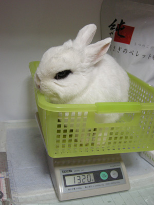 2010年小豆生後満9歳1ヶ月♪