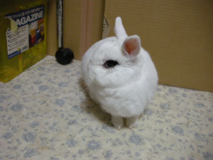 以前よりは眼ヤニの状態が落ち着いてきた小豆くん。
