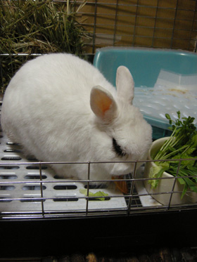 大好きな人参もゆっくり食べています♪