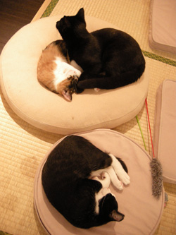 猫たちは遊んでくれる人が一杯来てくれて楽しそう♪