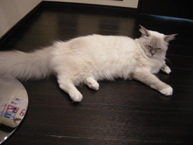 Miysisの猫部屋♪まったりしていま～す。