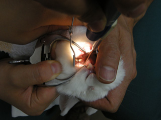 左奥歯が曲がってしまいカット中(20110827)