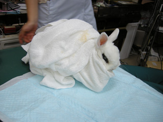 歯のチェック後に膿瘍治療待ちする小豆