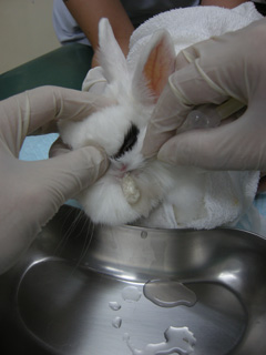 前回の治療口から膿を出しています