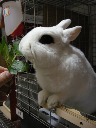 小豆がベタ惚れのじぃーちゃんの明日葉♪