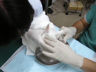 3度目の膿瘍切除&洗浄治療1