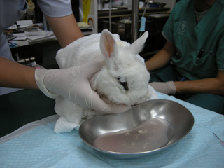 3度目の膿瘍切除&洗浄治療 2