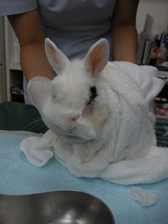 3度目の膿瘍切除&洗浄治療 4