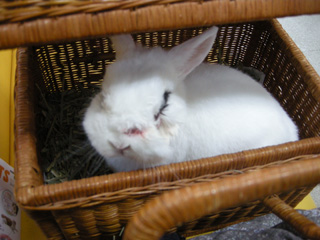 3度目の膿瘍切除&洗浄治療 5