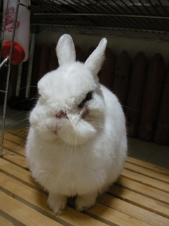 3度目の膿瘍切除&洗浄治療で帰宅した小豆