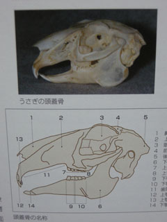 うさぎの骨格資料（うさぎと暮らす著より）