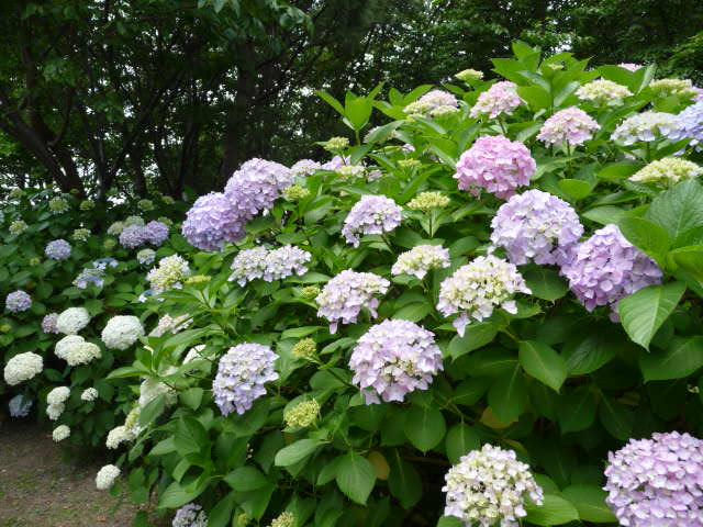 P1020259.JPG