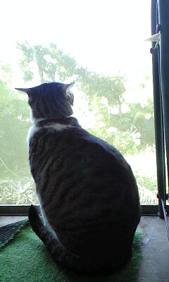 窓を見つめるムッチムチ猫（笑）