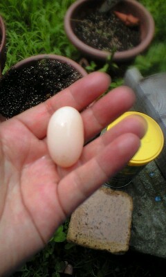 ミドリガメの卵