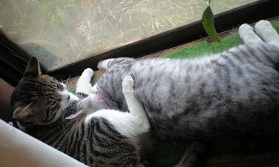 窓際の猫たち