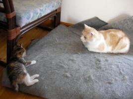 ギンとすもも