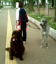 私が２ワン引くと・・コウなります・・