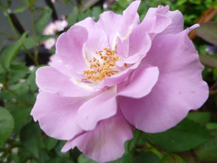 ブルーバユー (2).JPG