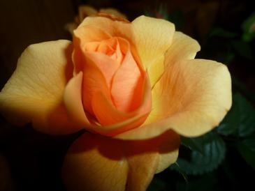 オレンジのバラ.JPG