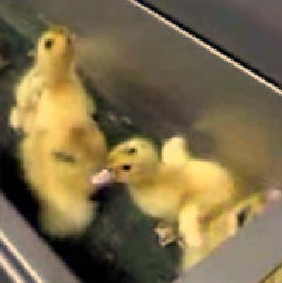 がちょうの雛鳥