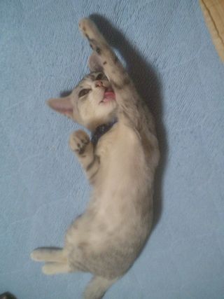 昇竜拳ねこ.jpg