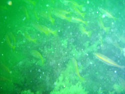 たくさんいるんだけど~